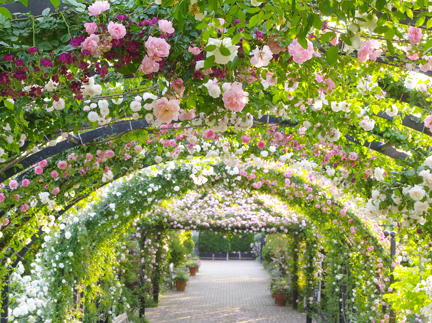 横浜イングリッシュガーデンがバラの世界機関 世界バラ会連合 で 優秀庭園賞 を受賞しました